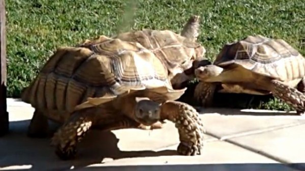 うわ 大丈夫か 今助けるぞ ひっくり返った仲間を助けるリクガメ マランダー