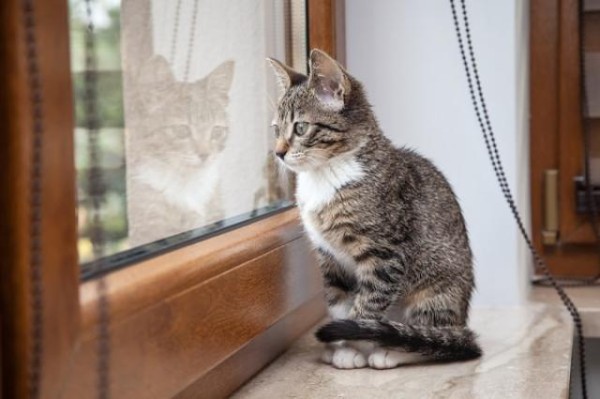 猫だって下僕を待っている 飼い主の帰りを待つ猫たちの画像集 マランダー