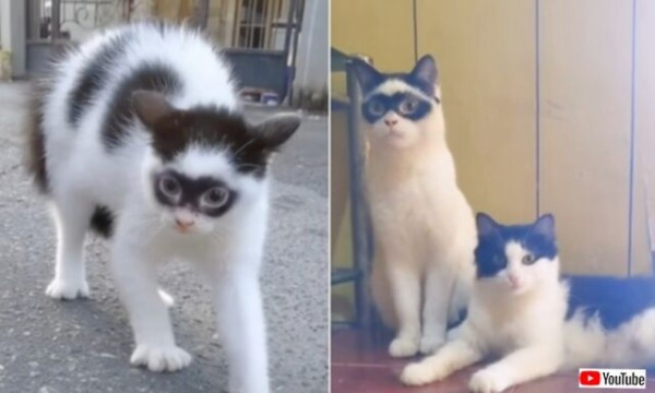 遺伝子ってなんて不思議！まるで仮面をかぶった猫、子供もそっくりの顔