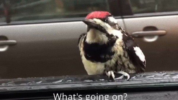 おとしゃんのこと 気に入ったんだもん キツツキの相乗り シカゴ行き マランダー