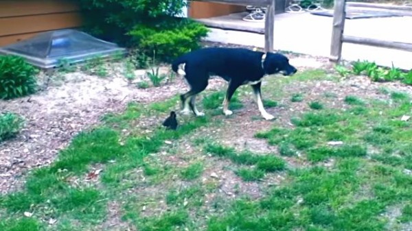 ねえ なんでついてくるの あとをついて回るアヒルのヒナたちに困惑する犬 マランダー