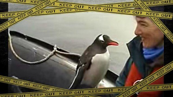 やれやれ 助かったわ シャチに追われてボートに逃げ込んだペンギン マランダー