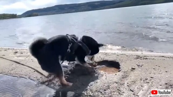 柴犬曰く だってそこに砂があるから ひたすら穴を掘りまくる黒柴 マランダー