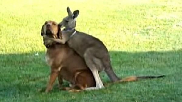 あ そこそこ 耳掃除もよろしく カンガルーと犬の仲良しグルーミング マランダー