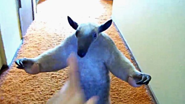 だからこれ 威嚇ポーズなんですってば ほのかにツンデレなコアリクイのモフリ方 マランダー