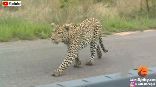 ヒョウがチーターにロックオン これぞ食うか食われるか サバンナで繰り広げられた肉食獣同士のバトル マランダー