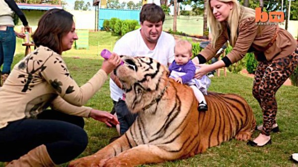 猛獣のトラとだっていちゃこら大爆発 7頭のトラたちと暮らすブラジリアン一家 マランダー