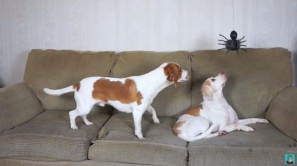 力を合わせてやっつけろ ビーグル犬のメイモと巨大蜘蛛の戦いハロウィン編 オモチャのクモ注意 マランダー