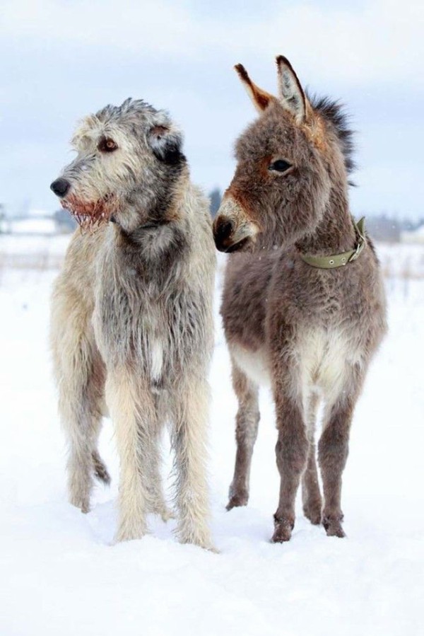 身体は大きいけど心も広いよ 優しいデカ犬アイリッシュ ウルフハウンドを愛でる写真集 マランダー 身体は大きいけど心も広いよ 優しいデカ犬アイリッシュ ウルフハウンドを愛でる写真集 マランダー