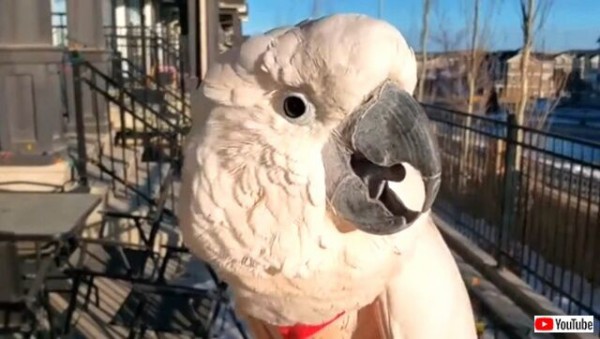 鳴き真似をするオオバタン 相変わらずの クヮークヮクヮクヮーア の語尾上げが可愛い マランダー