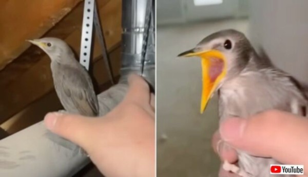 ぐぁしっ！「つかまえた！」家の中に迷い込んだ鳥、一瞬で身柄を確保