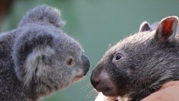 コアラ ウォンバットの異種間友情 臨時休園中の動物公園でウォンバットとコアラに絆が芽生えた マランダー