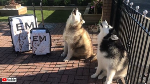 アイス アイス アイスクリーム買って と 遠吠えでねだるマラミュートたち マランダー