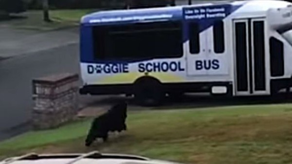 学校 学校 待ちきれないよ 早く連れてってよ スクールバスの到着に大興奮の犬 マランダー