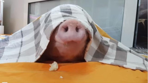 フガググ お布団から鼻だけだしてバナナを食べるブタ マランダー