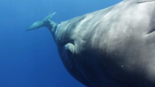 うわ でかっ 巨大なマッコウクジラと海の中でご挨拶 マランダー