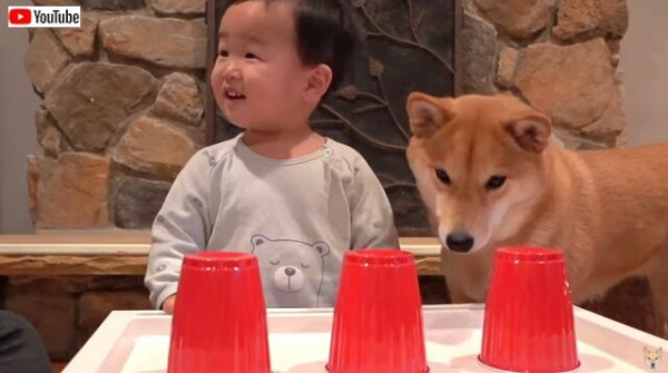 さあ勝負だ 柴犬と子供のおやつを巡るスリーシェルゲーム チャレンジ マランダー