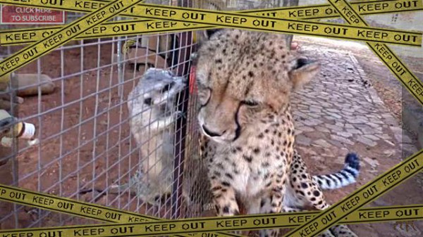 ああもう病みつきになっちゃう ミーアキャットに毛づくろいしてもらうチーターのゴロゴロ マランダー