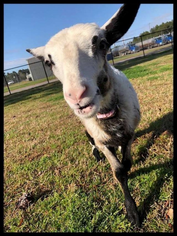 幸せな空気は伝染するよ 踊る子ヒツジ アースラさんのかわいいジャンプ マランダー