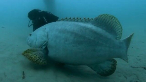 オーストラリアでダイビングしたら 巨大魚と出会った 人間と魚 一緒にゆらゆら泳ぐよ マランダー