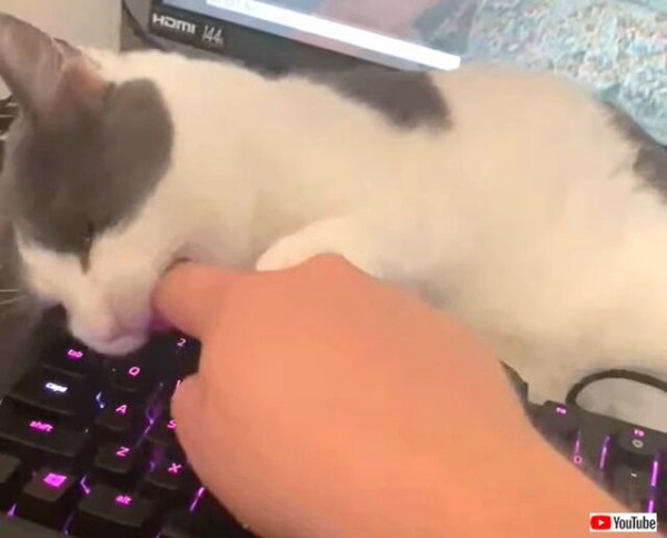 ゲームすな!それよりうちと遊びニャさいよ!キーボードの見張り番