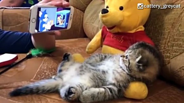 そのちっちゃい四角い世界で何が起こっているのかにゃ スマホでアニメを見る子猫 マランダー そのちっちゃい四角い世界で何が起こっているのかにゃ スマホでアニメを見る子猫 マランダー