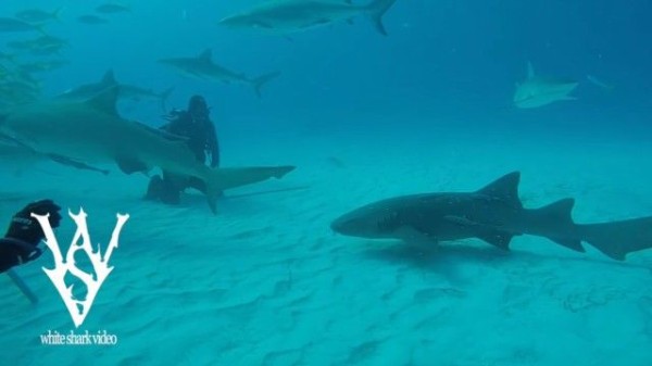 どうぞモフってくだせぇ ダイバーにかまってほしいサメの懐きっぷり マランダー