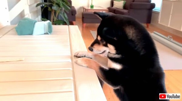 柴犬の そこにあるのに届かない オヤツを食べたい黒柴が思いっきりジャンプしてみた マランダー