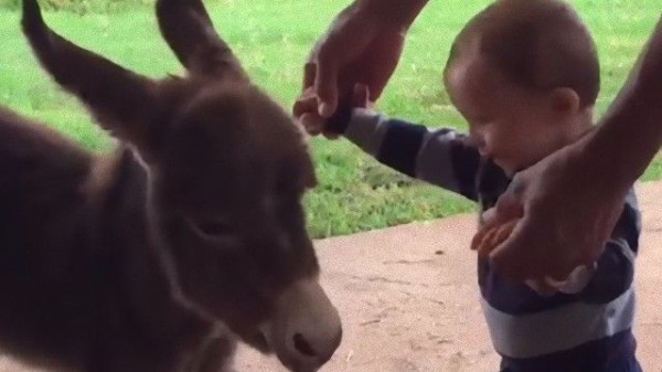 会ってすぐにぎゅう 赤ちゃんと赤ちゃんロバの出会い マランダー