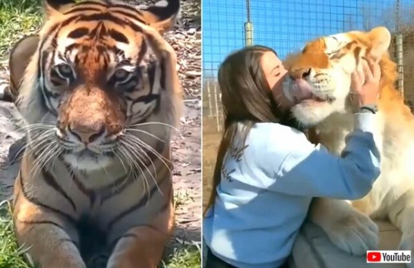 虎の鳴き声はガオーでもニャアでもなかった 眠いのに起こされたときの抗議の声と モフられてうっとろりんな顔 マランダー