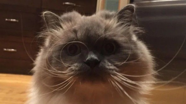 ヒゲが長くてくるんとカール 時々メガネをかけたみたいに見える猫に関する海外の反応 マランダー