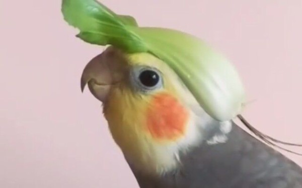 しっかり帽子も着用かい ゼルダの伝説を歌うオカメインコ マランダー しっかり帽子も着用かい ゼルダの伝説を歌うオカメインコ マランダー