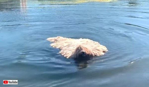 モップ犬が泳ぐとこうなる コモンドールが川ですいすいスイミング マランダー