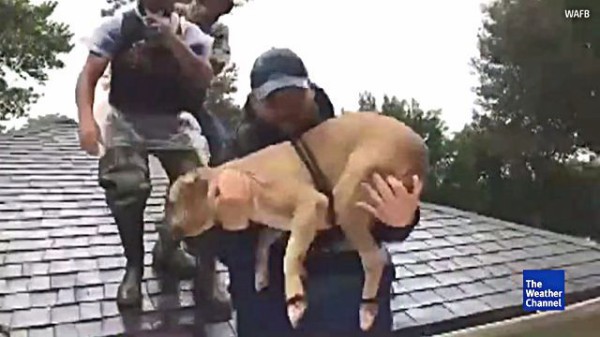 ルイジアナの恩返しだ ハリケーン ハービーで取り残された犬の救出に成功したケイジャン ネイビー マランダー