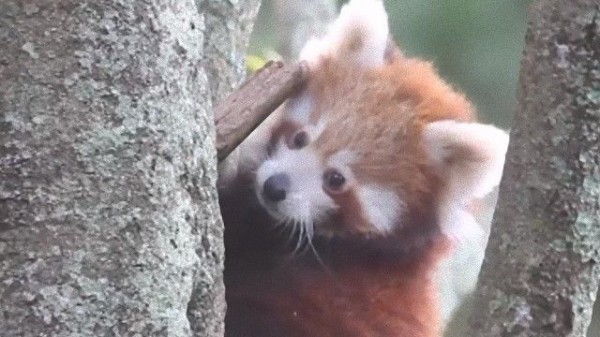 レッサーパンダの赤ちゃん兄弟 パーク内で初めての木登り マランダー