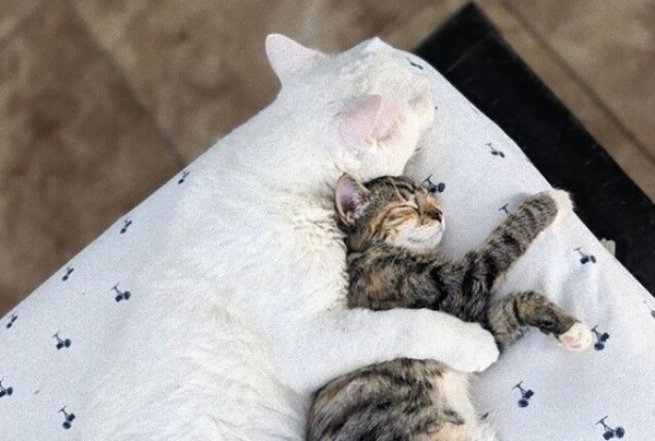 もう一度幸せになっていいのかな 閉ざされていた捨て猫の心を開いたのは 小さな小さな子猫だった マランダー