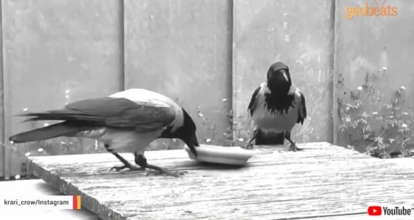 カラスたちは既に家族の一員なの ドイツ発 庭に遊びに来るカラスたちと交流する女性のストーリー マランダー カラスたちは既に家族の一員なの ドイツ発 庭に遊びに来るカラスたちと交流する女性のストーリー マランダー