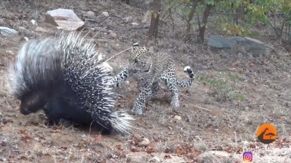 このトゲトゲさえ何とかなれば 南アフリカのサバンナで ヒョウとヤマアラシの追いつ追われつ マランダー