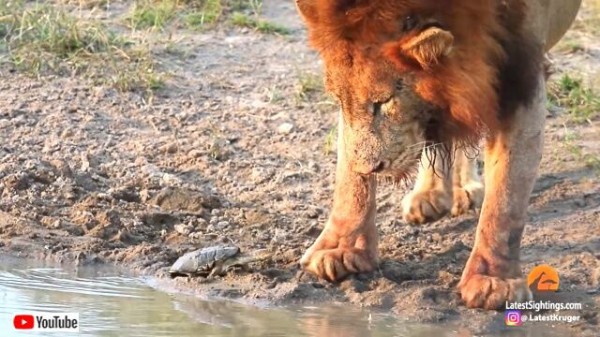 亀とライオン？「何だ、この変な生き物は？」水を飲むライオンの