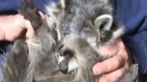 シャイなアライグマの見せる ひゃあ恥ずかしい なポーズ マランダー