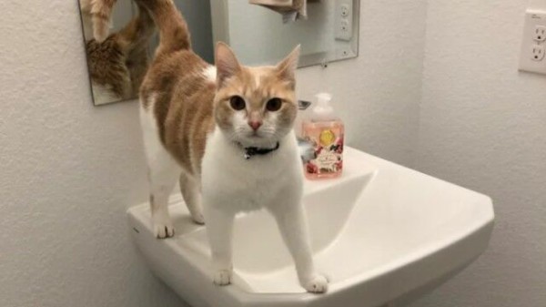 洗面台 関係ないね 猫 洗面所ですっくと立ってモフを要求 その眼差しの熱さがかわいいんじゃ マランダー