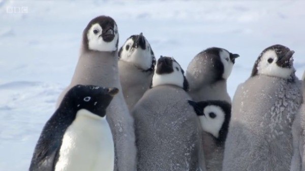 ヒナを守るのはおいらの役目 その時救世主が現れた 南極ペンギンヒナ物語 マランダー