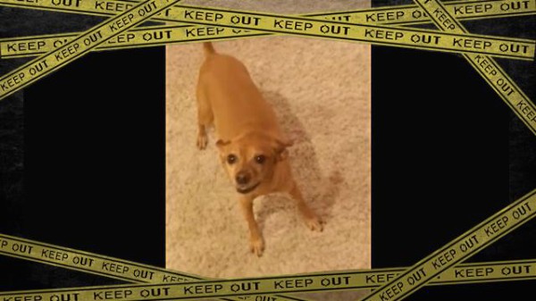 ご主人様が無防備な状態は俺が守る 飼い主の入浴中は風呂場の前で鉄壁の防御をする犬 マランダー