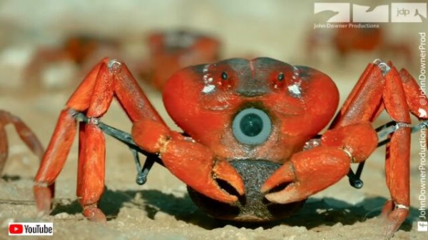 スパイカメラがアカガニの大行進に潜入 クルマに轢かれそうになりながらも決死の撮影を続行する マランダー