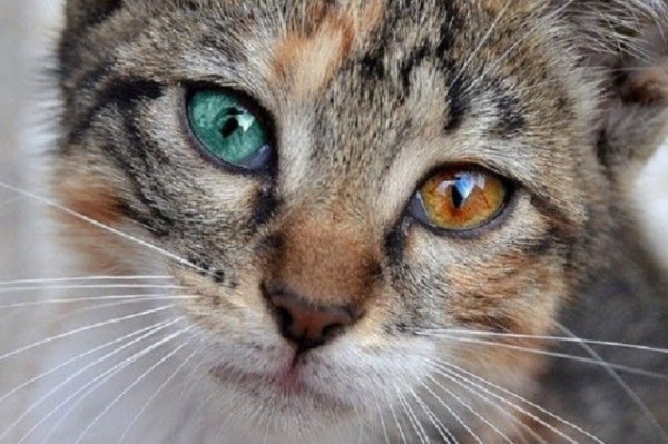金目銀目の印象的な瞳たち。オッドアイの猫たちをご覧ください