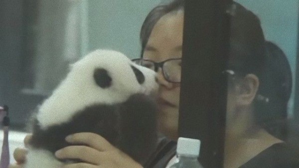 飼育員のメイさん 赤ちゃんパンダのファーストキスを奪うシーンが撮影されていた マランダー