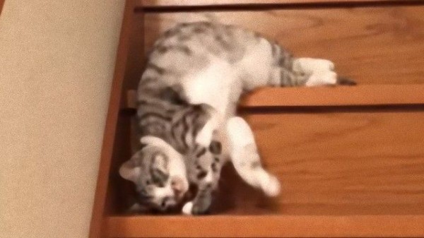 これは確定待ったなし 猫はやっぱり流動液体 流れるように階段を滑り落ちる猫 マランダー