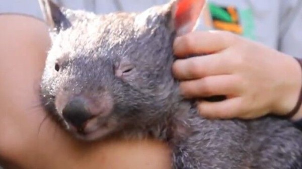 コアラ ウォンバットの異種間友情 臨時休園中の動物公園でウォンバットとコアラに絆が芽生えた マランダー