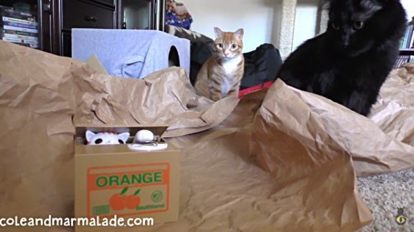 猫のコール マーマレード いたずら猫の貯金箱に第一種接近遭遇 マランダー