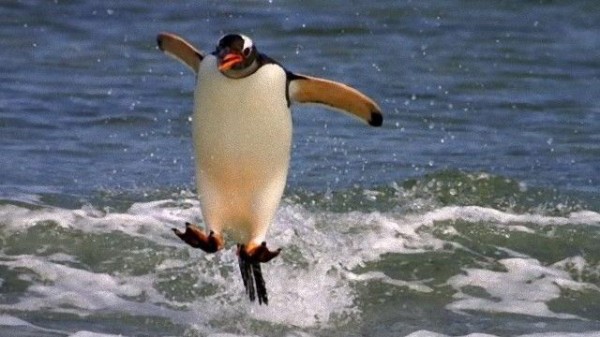 これが野生の跳躍力 難なく飛び上がる動物たちの姿を見て みんなも元気をもらっちゃおう マランダー